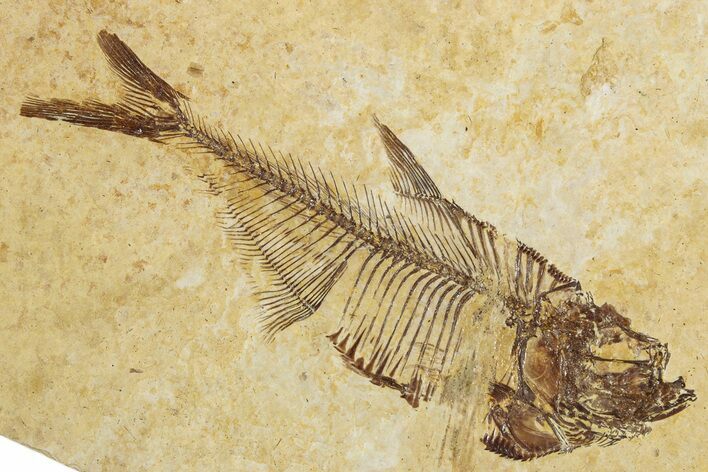 Detailed Fossil Fish (Diplomystus) - Wyoming #355602